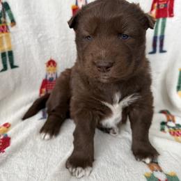 Siberian Husky Puppies from Moonlight Siberian Huskies
