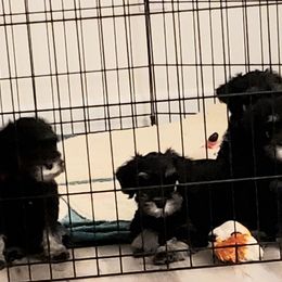 Miniature Schnauzer Puppies from Findell Kennel
