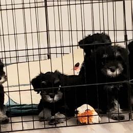 Miniature Schnauzer Puppies from Findell Kennel