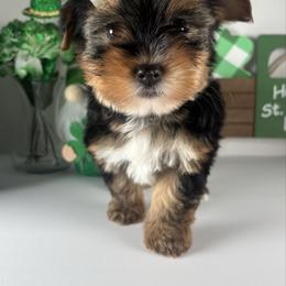 Traditional girl - Black and tan female Yorkshire Terrier puppy in Gainesville, Georgia from Country Dog Kennels.