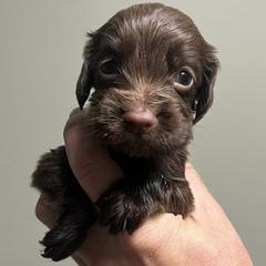 Blue collar - Liver male English Cocker Spaniel puppy in Stokesdale, North Carolina from Belews Creek Gundogs