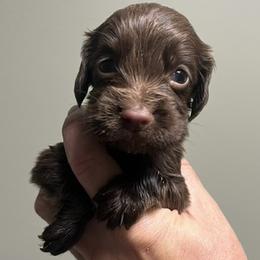 Blue collar - Liver male English Cocker Spaniel puppy in Stokesdale, North Carolina from Belews Creek Gundogs