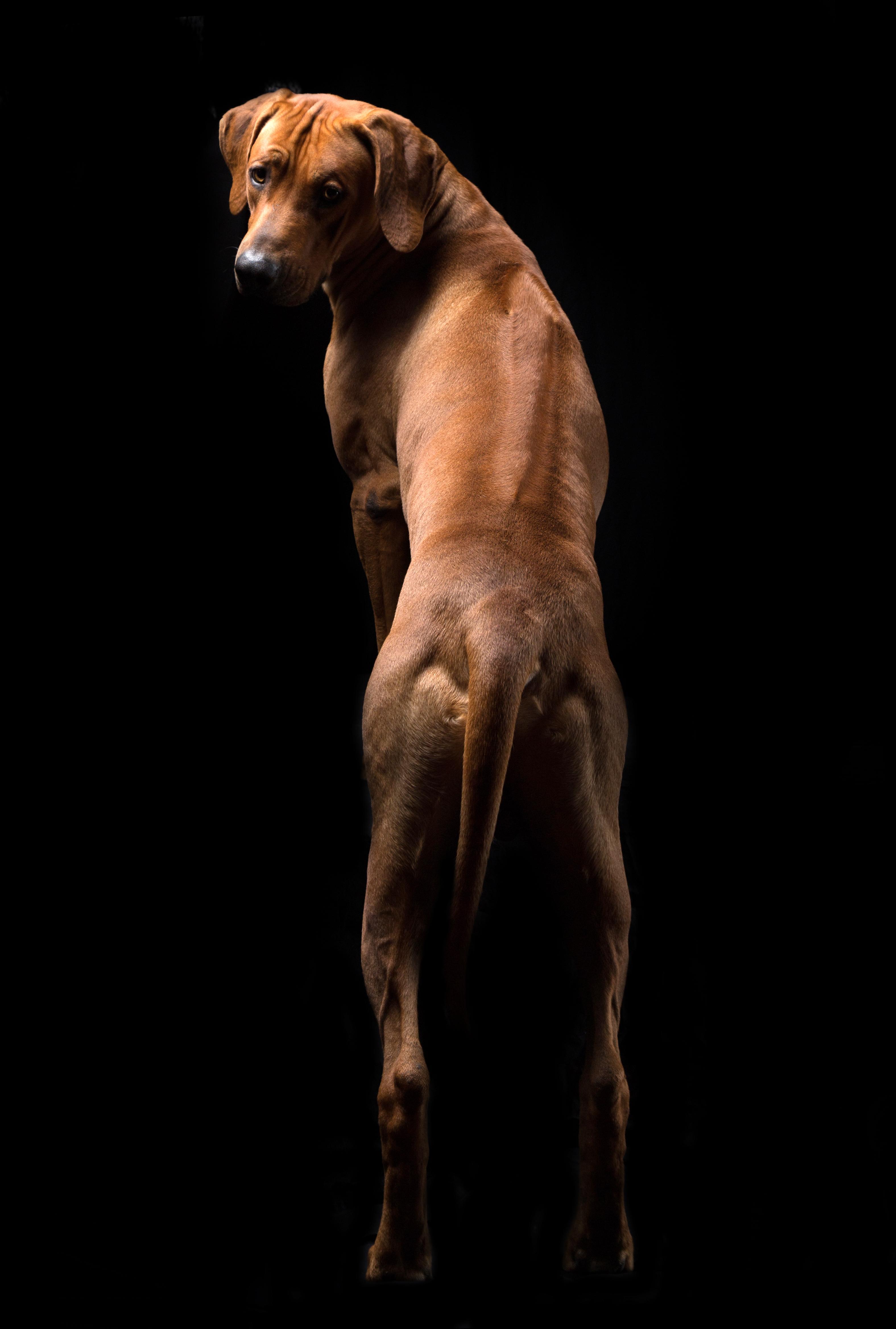 Courage Rhodesian Ridgebacks in Arizona | Rhodesian Ridgeback puppies ...