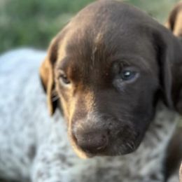 German Shorthaired Pointers from Prairie Dreams Farm