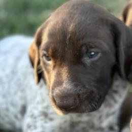 German Shorthaired Pointers from Prairie Dreams Farm