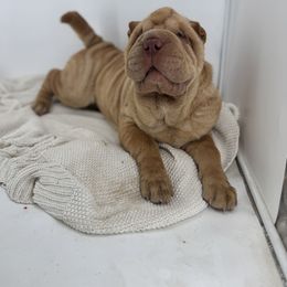 Chinese Shar-Pei, Cocker Spaniel, and Companion Cross Puppies from Mini Hippo Land