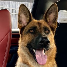 Praline - German Shepherd