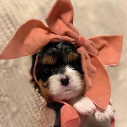 Cookie - Tri-color female Cavalier King Charles Spaniel puppy in Gilbert, Arizona from Cacti Cavaliers