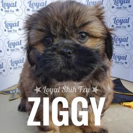 Ziggy - Gold and white male Shih Tzu puppy in Peoria, Arizona from Loyal Shih Tzu