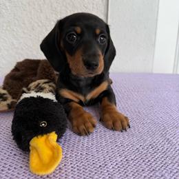 Pidge - Black and tan female Dachshund puppy in Palm Bay, Florida from Anastasia’s Royal Weenies