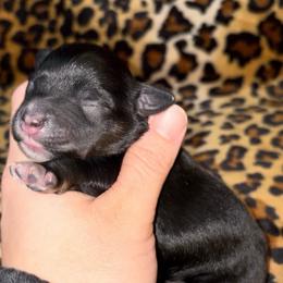 Black boy - Black male Miniature Schnauzer puppy in Hillsville, Virginia from Valley View Schnauzers