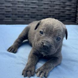 Girl 2 - Gray brindle female Cane Corso puppy in Perris, California from P1 Family Canines
