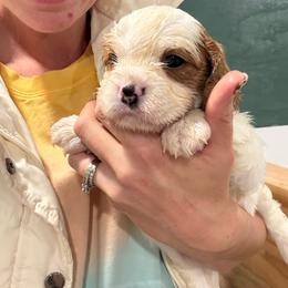 Beans- one year health guarantee:) - Blenheim male Cavapoo puppy in Brandenburg, Kentucky from Bluegrass River Newfoundlands