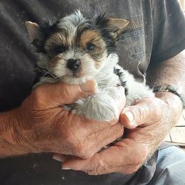 Girl 2 - Parti female Yorkshire Terrier puppy in Jamestown, Tennessee from Green Ridge