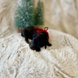 Alan - Black male Poodle puppy in Utica, Ohio from Poodle Me Crazy