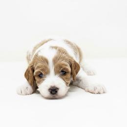 Sugar - Red female Cavapoo puppy in Columbus, Montana from Comfort Doodle