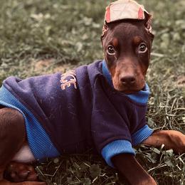 Doberman Pinschers and German Shepherds from Legacy K9’s