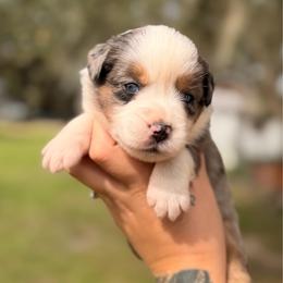 Oliver ASDR - Blue merle male Miniature Australian Shepherd puppy in Polk City, Florida from Skaky Shepherds
