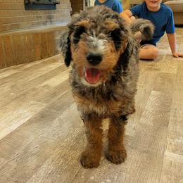 Coco - Blue merle female Aussiedoodle puppy in Yacolt, Washington from Aussiedoodles by Maggie