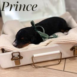 Prince - male Australian Mountain Doodle puppy in Land O' Lakes, Florida from Olive’s Little Farmhouse Doodles