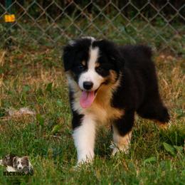 BTM 2 - Black tri-color male Australian Shepherd puppy in Rutledge, Tennessee from Kicking K Australian Shepherds