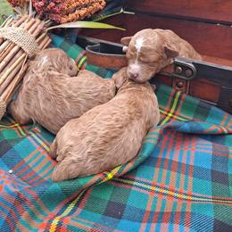 Poodle Puppies from RhineStone Poodles