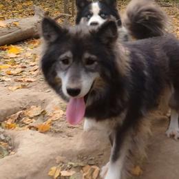 Chaos - Siberian Husky