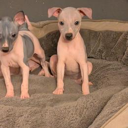 Buckwheat - Blue fawn and white male American Hairless Terrier puppy in Phoenix, Arizona from Bare Valley