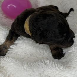 Iris - Liver female Miniature Schnauzer puppy in Milmay, New Jersey from Butterleaf Farms