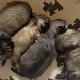 Brittanys and Tibetan Spaniels from MoonRiver Brittanys & Tibetan Spaniels
