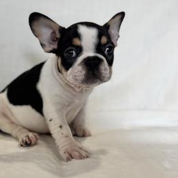 Boy 4 - Black and tan male French Bulldog puppy in Walnut, California from Flores Frenchies