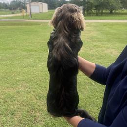 Dachshund All Grown Up from CBL Doxies