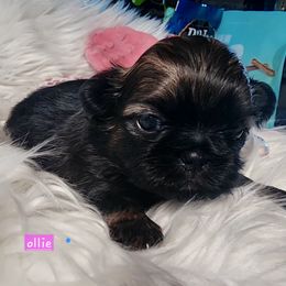 Olive - Red female Shih Tzu puppy in Center Point, Iowa from Puppies in a Box Shih tzus