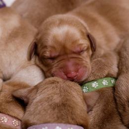 Labrador Retriever Puppies from UC Labradors