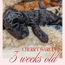 Cherry Garcia - Black female Goldendoodle puppy in Flagstaff, Arizona from Pat's Poodle Pups & Moore