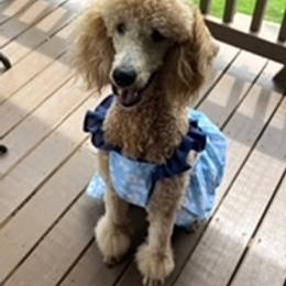 Poodles from South Pike Poodles