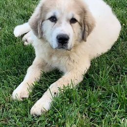 Great Pyrenees and Poodles from Storm Valley Puppies