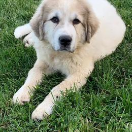 Great Pyrenees and Poodles from Storm Valley Puppies