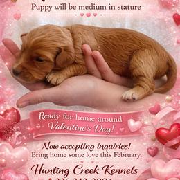Lilah - Red female Aussiedoodle puppy in Mocksville, North Carolina from Hunting Creek Farm & Kennel