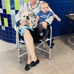 Bulldog and French Bulldog All Grown Up from Empire Bulldogs & French Bulldogs