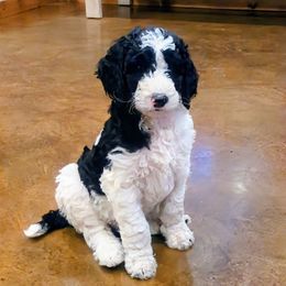 Chester - Parti male Poodle puppy in South Haven, Minnesota from Hidden Haven Poodles and Doodles