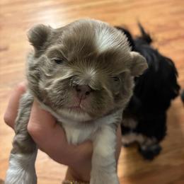 Noodles - Brindle male Shih Tzu puppy in Riverhead, New York from Eastern Long Island Shih Tzu