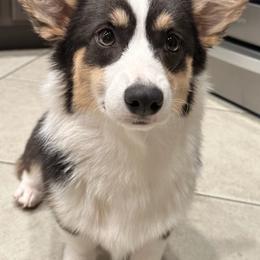 American Corgis and Pembroke Welsh Corgis from Corgi Craze Breeding & Therapeutic Services