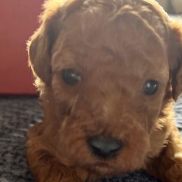 Girl 2 - Red  Goldendoodle puppy in Bluefield, Virginia from Love on a Leash