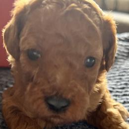 Girl 2 - Red  Goldendoodle puppy in Bluefield, Virginia from Love on a Leash