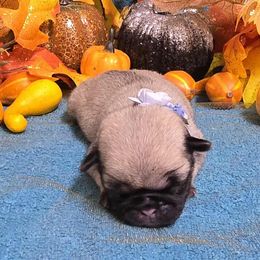 Fawn Boy 2 (blue toe) - Fawn male Pug puppy in Tulsa, Oklahoma from Locust Creek Pugs