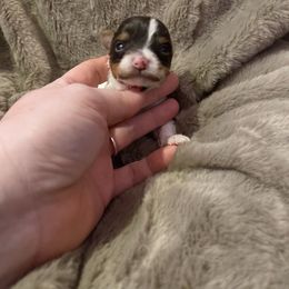 Tyson chocolate parti - Parti male Yorkshire Terrier puppy in Yukon, Oklahoma from Tiffs Yorkie babies