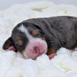 Honey - Merle female Bernedoodle puppy in Fleming, Colorado from Vandenbark Doodles