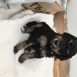 Bernedoodle Puppies from Cry Woof LLC