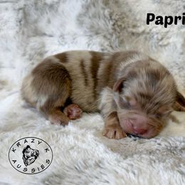 Papkrika - Red merle male Miniature Australian Shepherd puppy in Garden Plain, Kansas from Krazy K Aussies